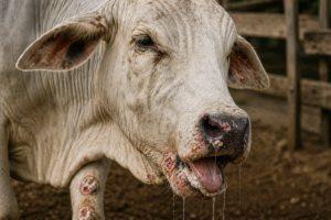 animal doente